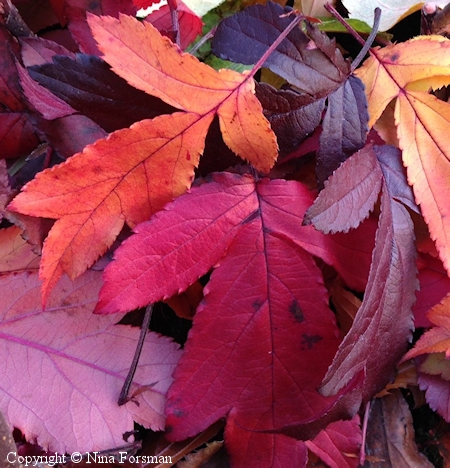 Malus Purpurea-ryhmä 'Svarte Rudolf', purppuraomeanpuu